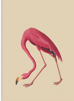 Poster - Animals Din A3