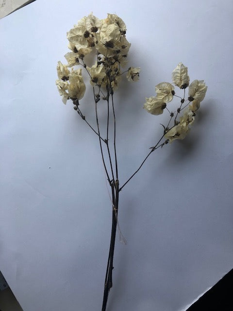 Bougainvillea 55cm