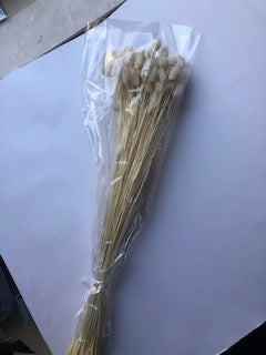 Phalaris bleached 30gr