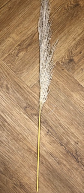 Pampas grass 100cm