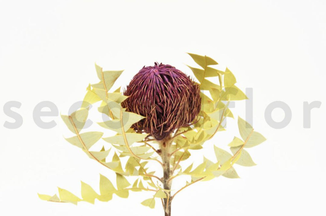 Banksia Baxteri getrocknet