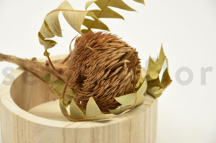 Banksia Baxteri getrocknet