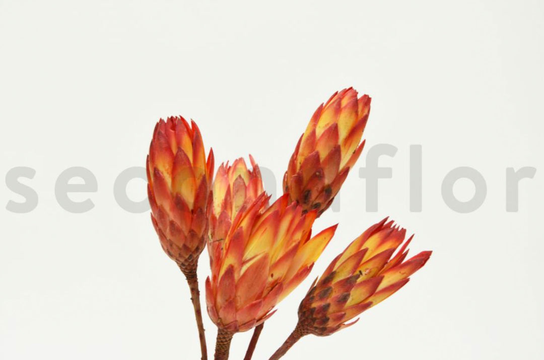 Protea Repens getrocknet