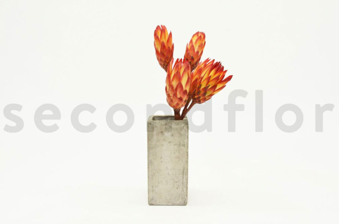 Protea Repens getrocknet