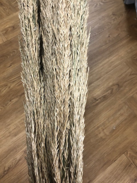 Cane Arundo
