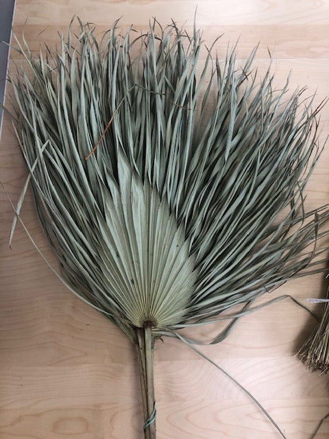 Chamerops dwarf palm