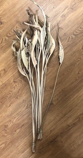 leaves stem