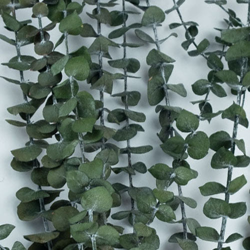 Eukalyptus Baby-blue stabilisiert