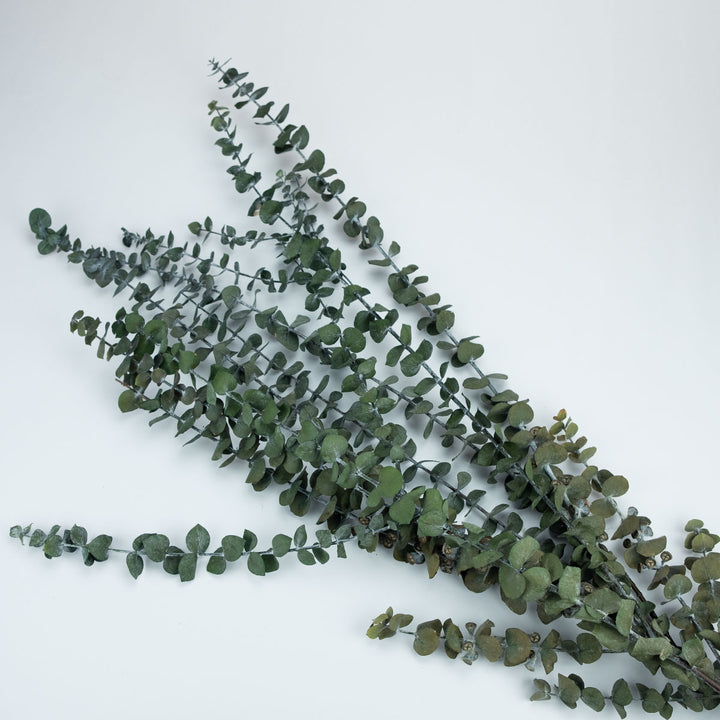 Eukalyptus Baby-blue stabilisiert