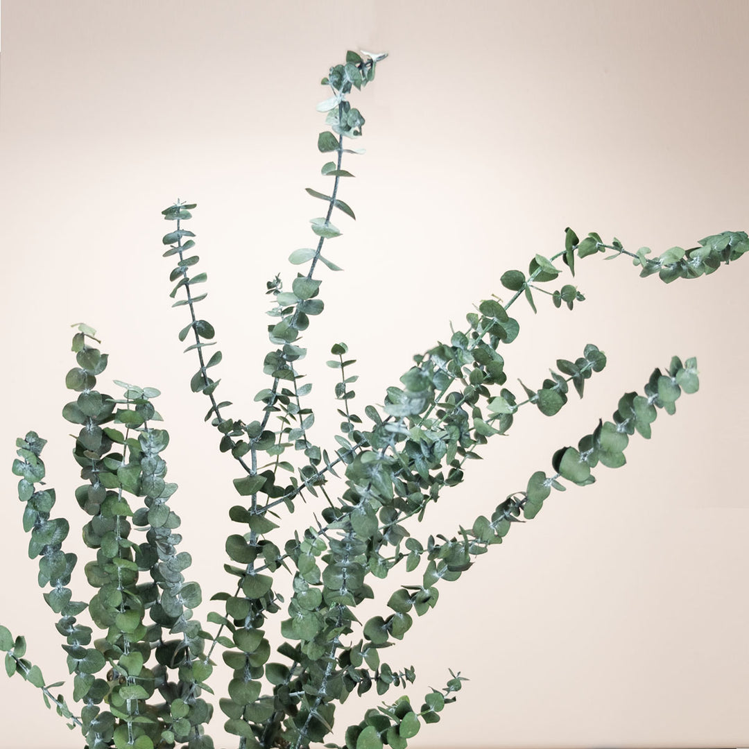 Eukalyptus Baby-blue stabilisiert