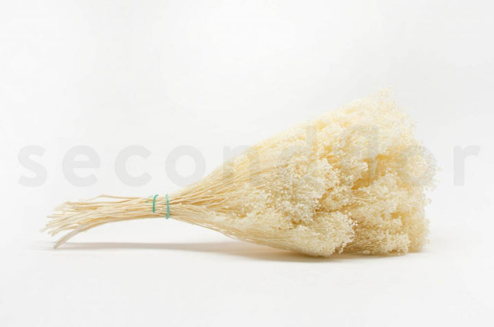 Broom conserved