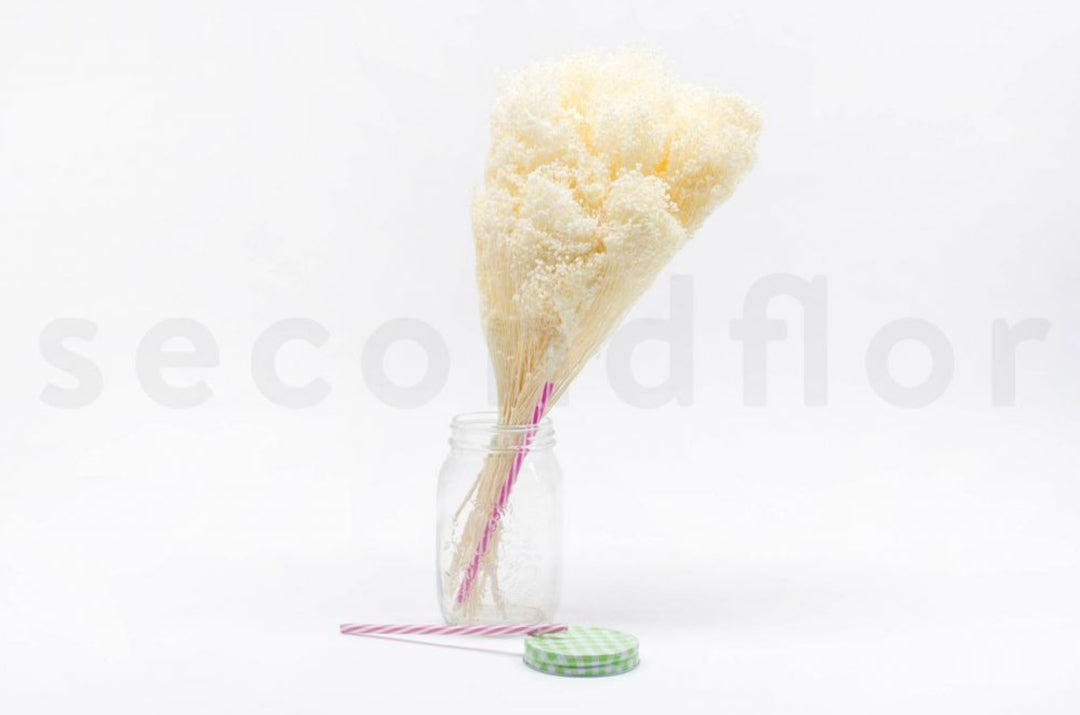 Broom konserviert