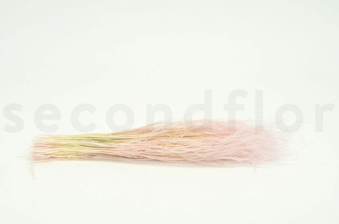 Stypa pennata