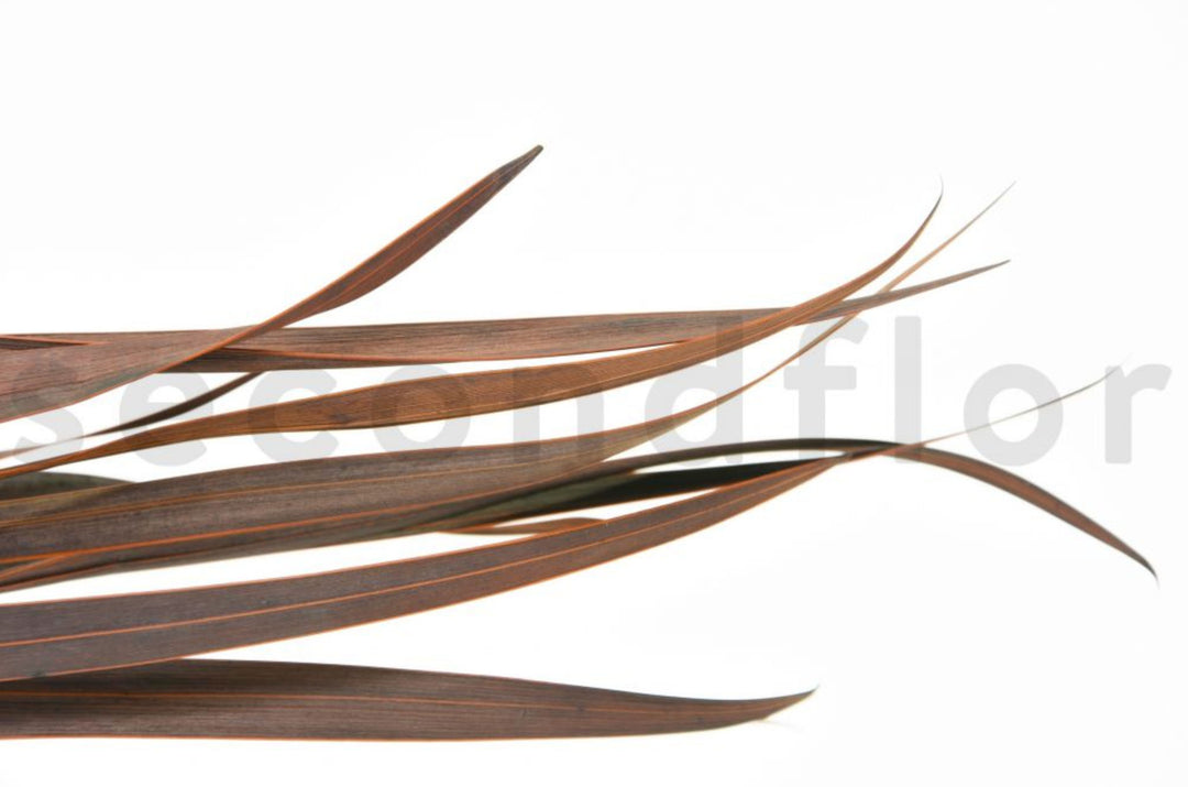 Snake Leaf dried 10-12 stalks
