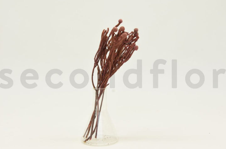 Brunia nodiflora dried