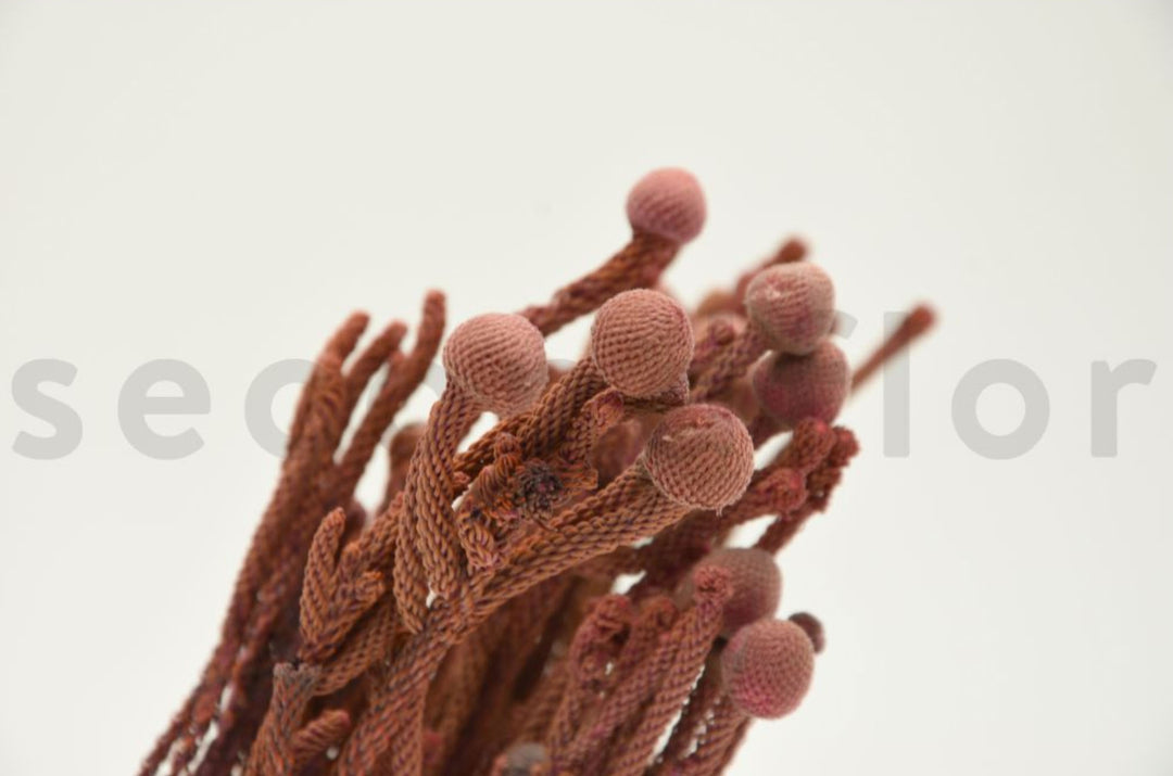 Brunia nodiflora dried