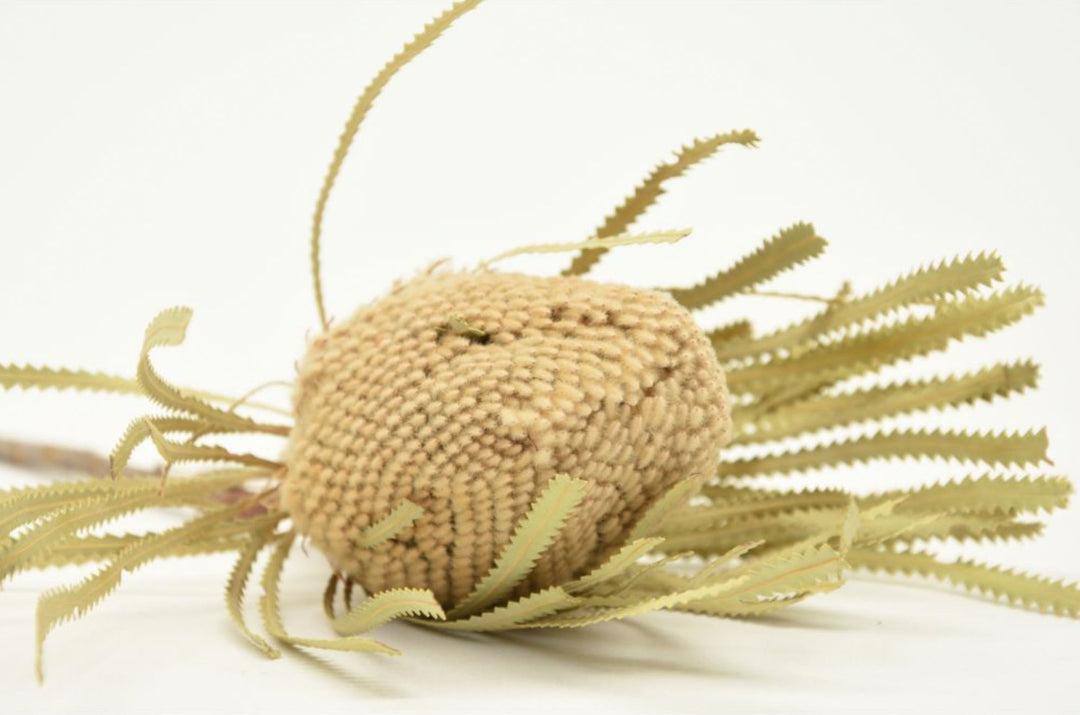 Banksia Hookerana
