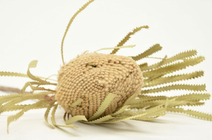 Banksia Hookerana