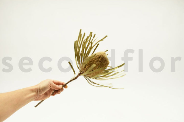 Banksia Hookerana
