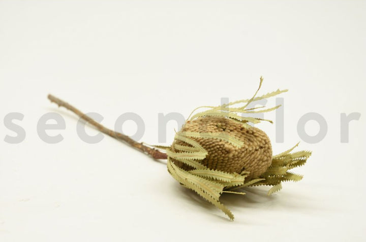 Banksia Hookerana