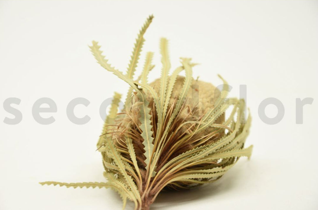 Banksia Hookerana