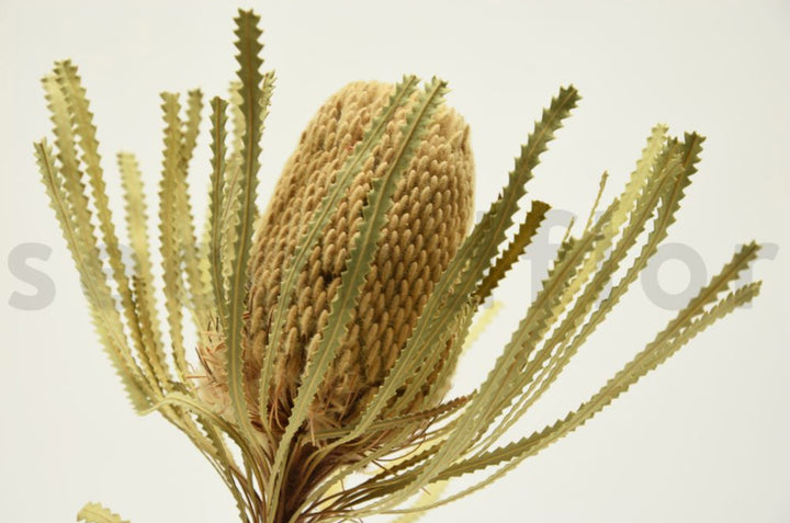 Banksia Hookerana