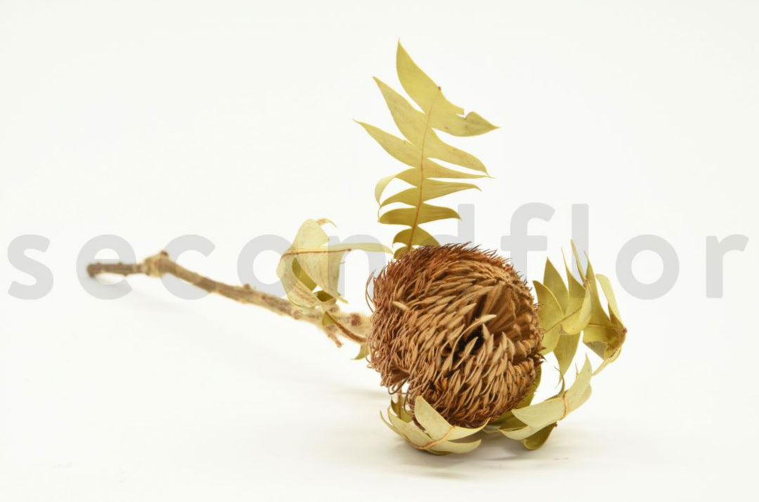 Banksia Baxteri dried