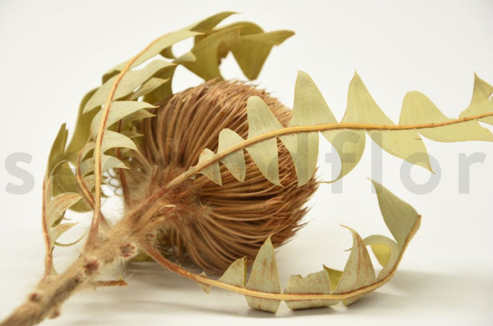 Banksia Baxteri dried