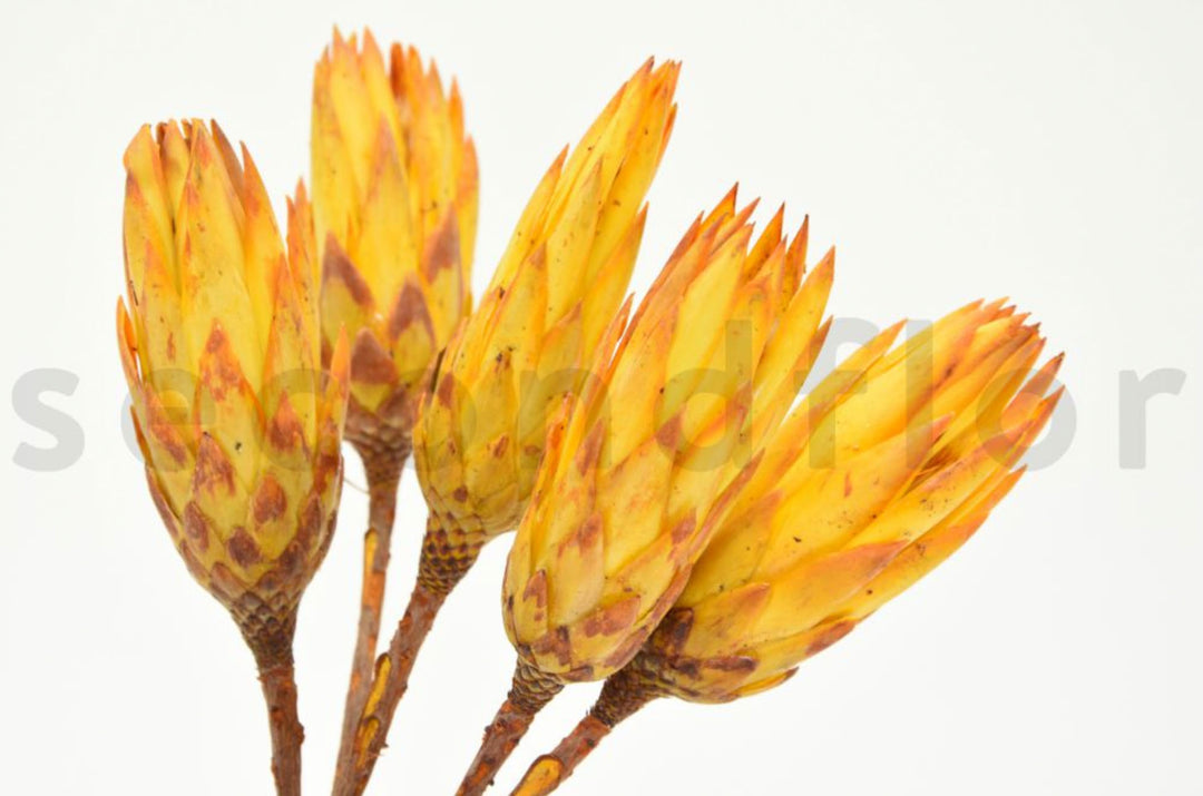 Dried protea repens