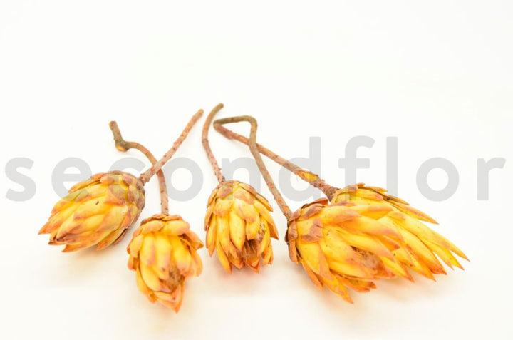 Dried protea repens