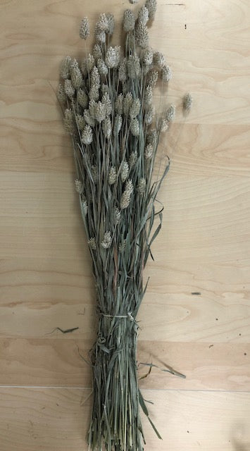 Phalaris 35gr