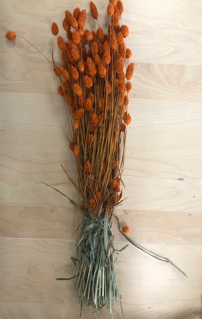 Phalaris 35gr