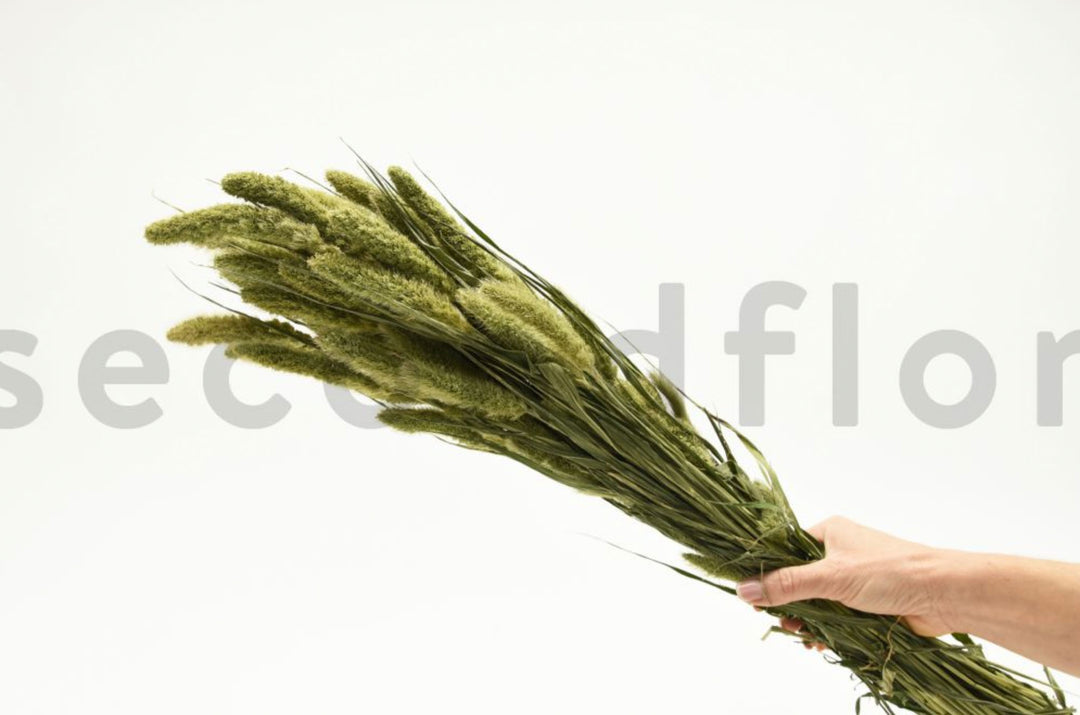 Setarea bouquet dried